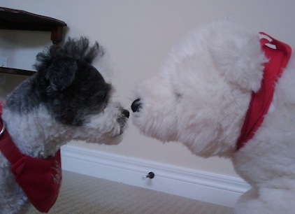 Toby